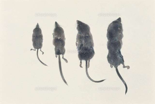 チビトガリネズミ トウキョウトガリネズミ の写真素材 イラスト素材 アマナイメージズ