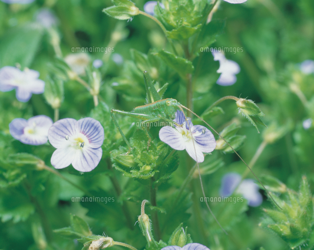 オオイヌノフグリを食べるキリギリスの幼虫 の写真素材 イラスト素材 アマナイメージズ