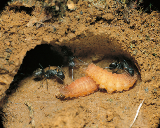巣内でクロシジミの幼虫の世話をするクロオオアリ 地中断面 の写真素材 イラスト素材 アマナイメージズ