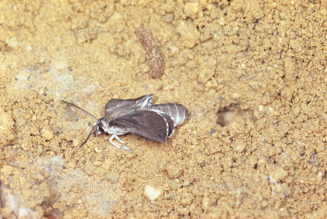羽化してクロオオアリの巣から出たクロシジミ の写真素材 イラスト素材 アマナイメージズ