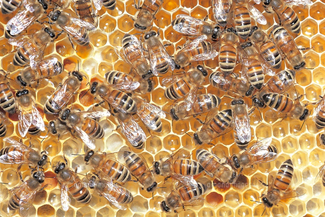 ミツバチ ミツバチ（セイヨウミツバチ） 自然巣[32070000080]の写真