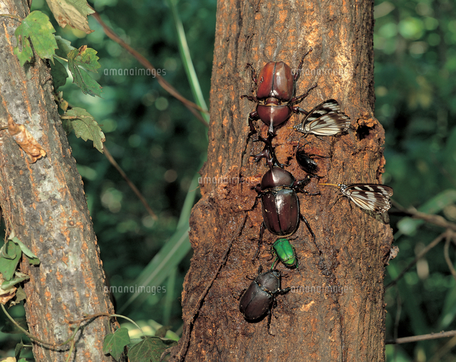樹液に集まる昆虫 カブトムシ アオカナブン ゴマダラチョウ の写真素材 イラスト素材 アマナイメージズ