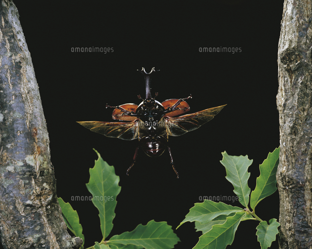 カブトムシ の写真素材 イラスト素材 アマナイメージズ