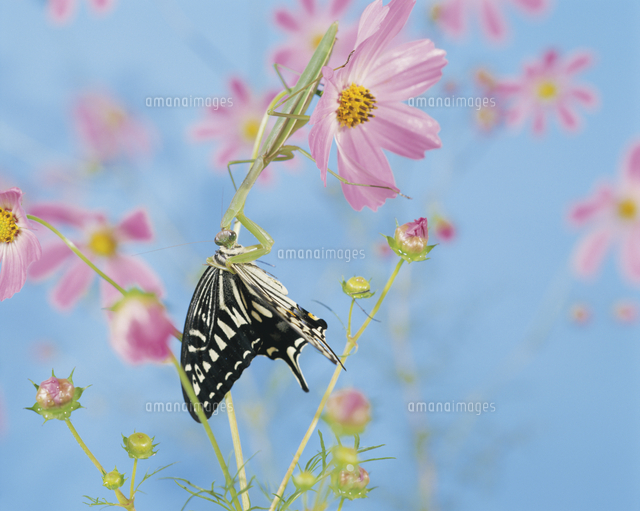 コスモスの上でアゲハを捕食するオオカマキリ の写真素材 イラスト素材 アマナイメージズ