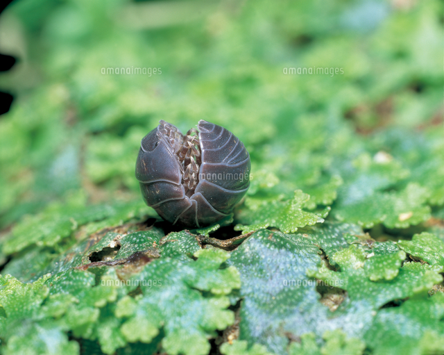 オカダンゴムシ 丸まった状態から元に戻る 連続 2 5 開 の写真素材 イラスト素材 アマナイメージズ