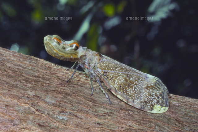 ユカタンビワハゴロモ」の写真・イラスト素材｜アマナイメージズ