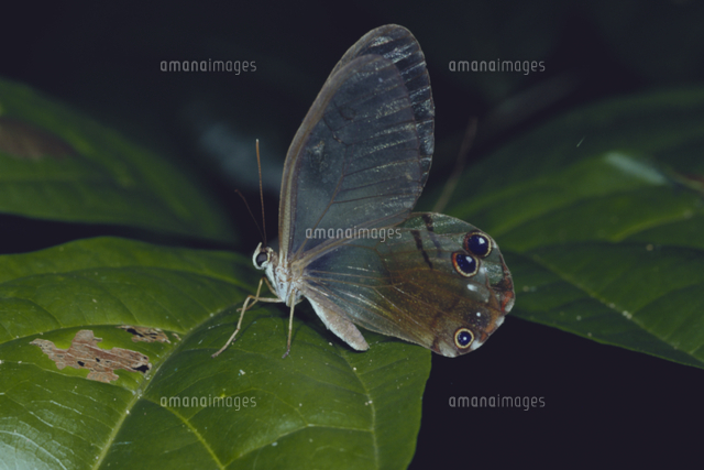 1点限り レア アンドロメダスカシジャノメ 蝶 標本 標本 【属内最高峰