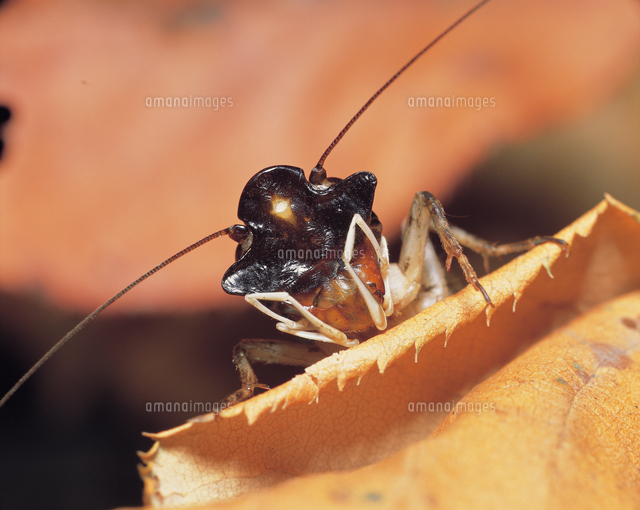 ミツカドコオロギの顔 の写真素材 イラスト素材 アマナイメージズ