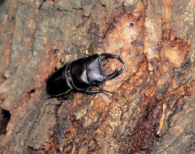 樹液にきたオオクワガタのオス の写真素材 イラスト素材 アマナイメージズ