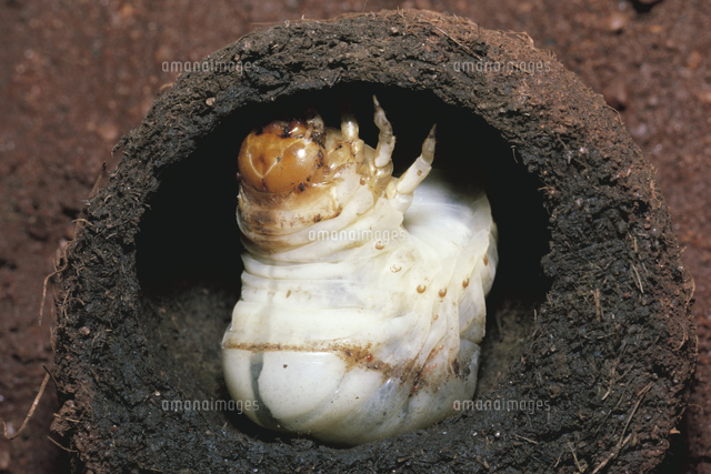 ふん玉の中のエジプトタマオシコガネの幼虫[32070000909]の写真