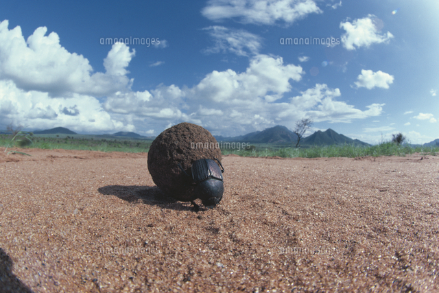 糞ボールをころがずアフリカタマオシコガネ[32070000916]の写真