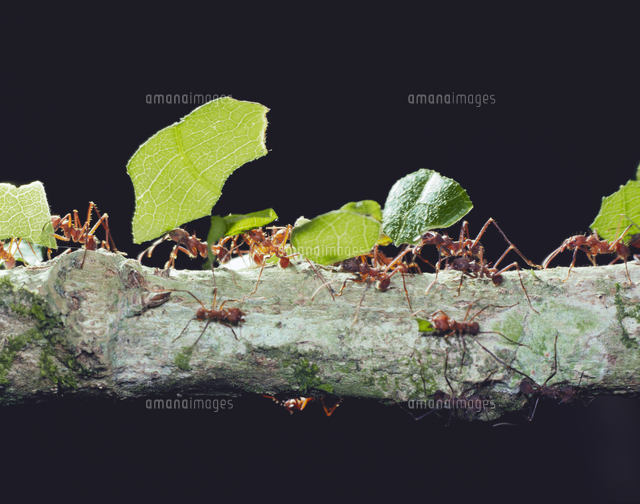 ハキリアリの仲間 の写真素材 イラスト素材 アマナイメージズ