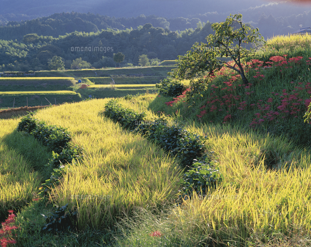棚田 初秋 土手にヒガンバナ の写真素材 イラスト素材 アマナイメージズ