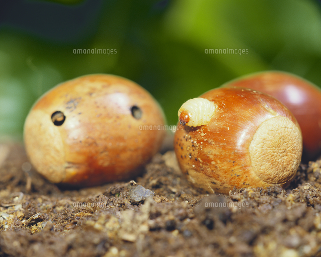 ドングリの中で成長し 脱出するクヌギシギゾウムシの幼虫 の写真素材 イラスト素材 アマナイメージズ
