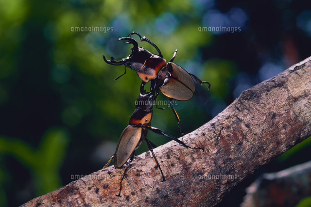 パリーフタマタクワガタの格闘 の写真素材 イラスト素材 アマナイメージズ