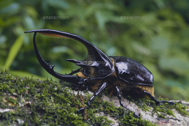 ネプチューンオオカブトのオス[32070001264]の写真・イラスト素材 