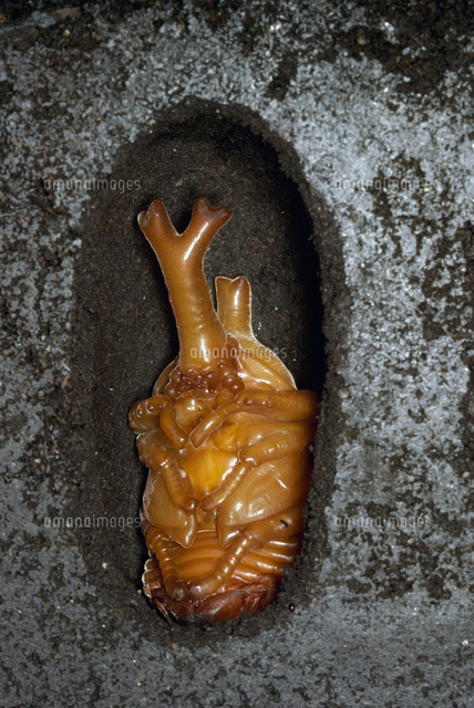 カブトムシの蛹 の写真素材 イラスト素材 アマナイメージズ