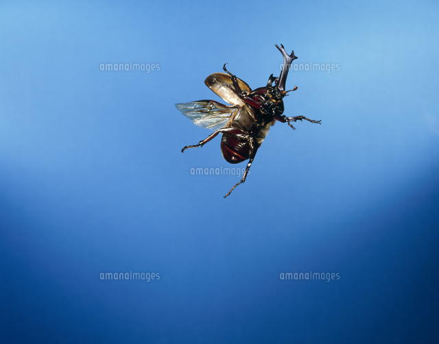 飛ぶカブトムシ の写真素材 イラスト素材 アマナイメージズ