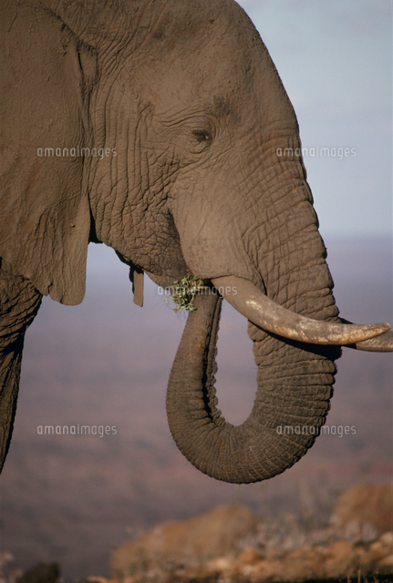 草を食べるアフリカゾウ の写真素材 イラスト素材 アマナイメージズ