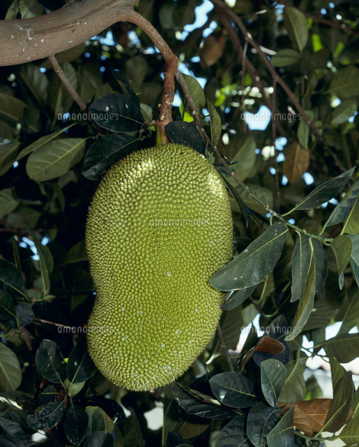 ジャックフルーツ 波羅蜜 パラミツ 新鮮 6.865キロ前後