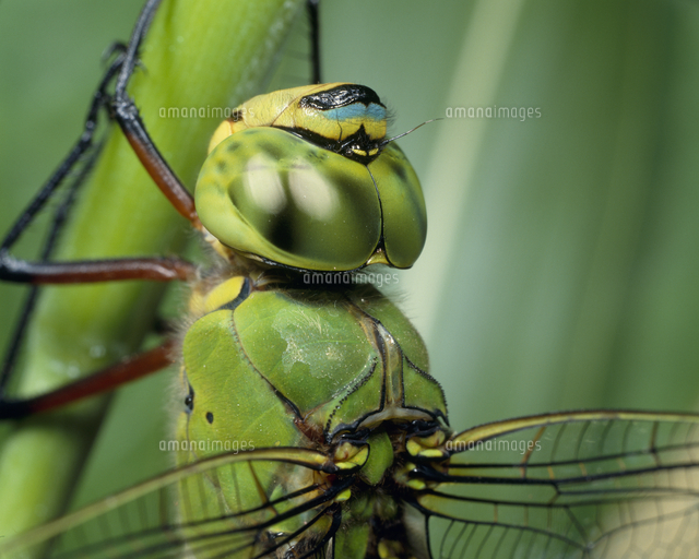 ギンヤンマの頭部 複眼 の写真素材 イラスト素材 アマナイメージズ