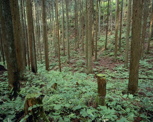 ヒノキ林 の写真素材 イラスト素材 アマナイメージズ