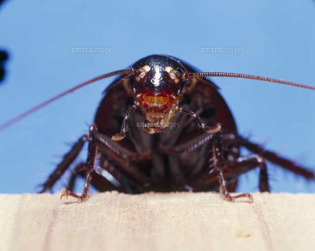 クロゴキブリ の写真素材 イラスト素材 アマナイメージズ
