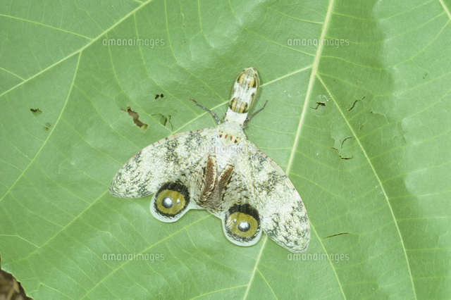 ユカタンビワハゴロモ[32070002064]の写真・イラスト素材｜アマナ