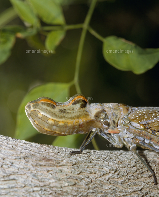 ユカタンビワハゴロモ[32070002065]の写真・イラスト素材｜アマナ