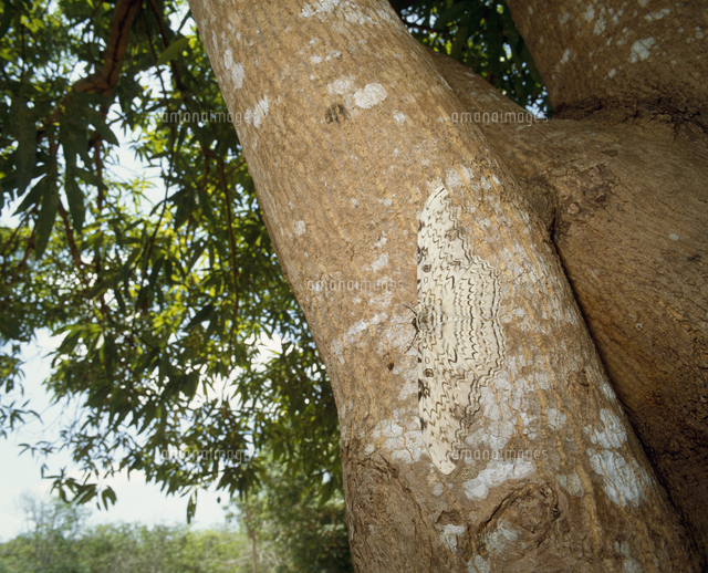 ナンベイオオヤガ[32070002068]の写真・イラスト素材｜アマナイメージズ