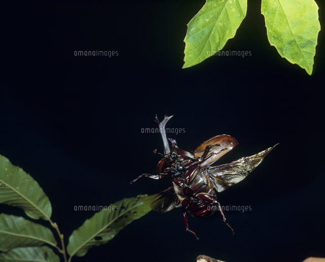 カブトムシ 飛ぶ の写真素材 イラスト素材 アマナイメージズ