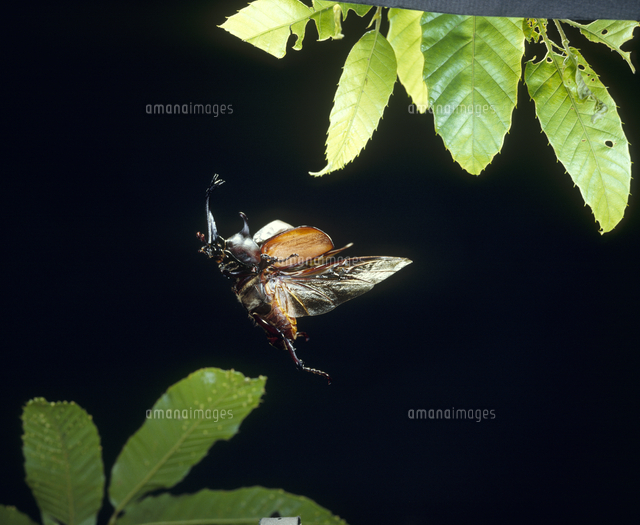 カブトムシ 飛ぶ の写真素材 イラスト素材 アマナイメージズ