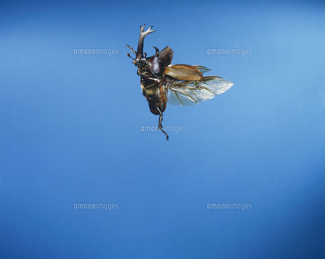 カブトムシ 飛ぶ の写真素材 イラスト素材 アマナイメージズ