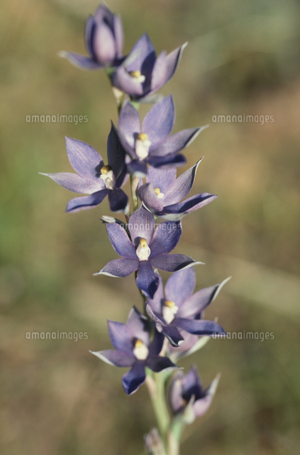 ブルーレディーオーキッド の写真素材 イラスト素材 アマナイメージズ