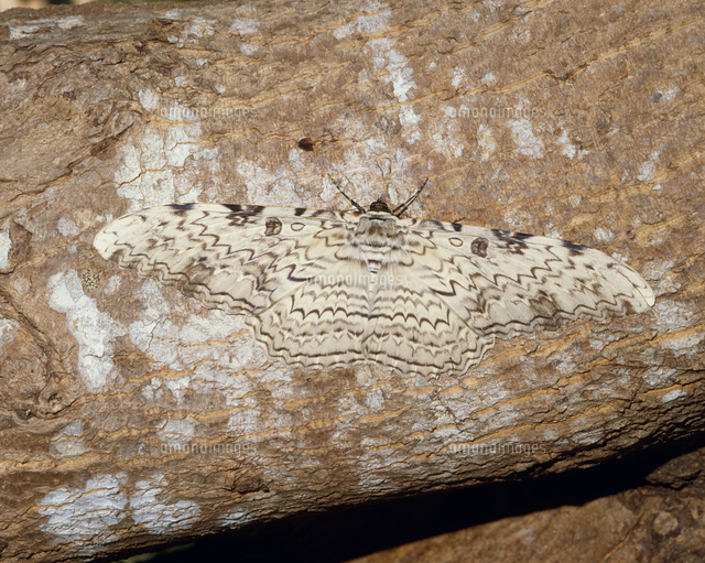 世界最大のガ ナンベイオオヤガ[32070002293]の写真・イラスト