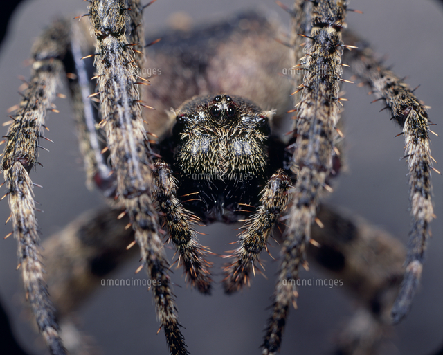 オニグモの顔 アップ の写真素材 イラスト素材 アマナイメージズ