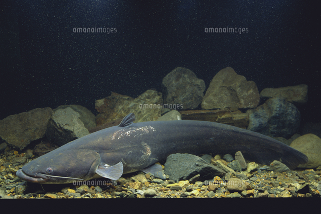 ビワコオオナマズの成魚 全長85cm の写真素材 イラスト素材 アマナイメージズ