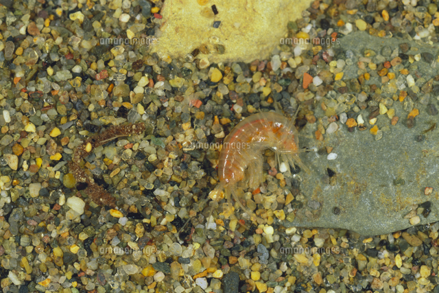 水底のニッポンヨコエビ の写真素材 イラスト素材 アマナイメージズ