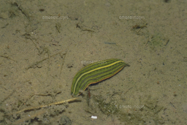 ウマビルの若い個体 の写真素材 イラスト素材 アマナイメージズ ウマビルの若い個体 の写真素材 イラスト素材 アマナイメージズ