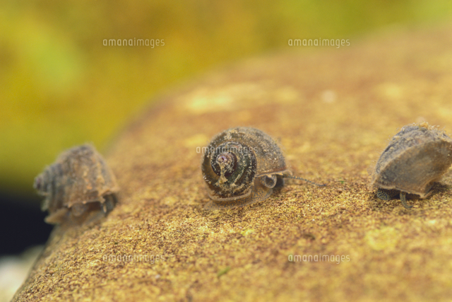 マルタニシの稚貝 の写真素材 イラスト素材 アマナイメージズ