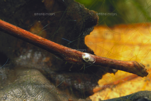 カワコザラ カワコザラガイ の写真素材 イラスト素材 アマナイメージズ