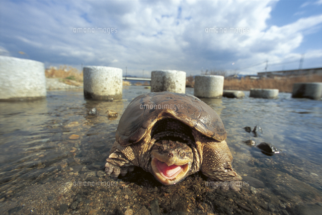 口を開けて威嚇するカミツキガメ の写真素材 イラスト素材 アマナイメージズ 口を開けて威嚇するカミツキガメ の写真素材 イラスト素材 アマナイメージズ