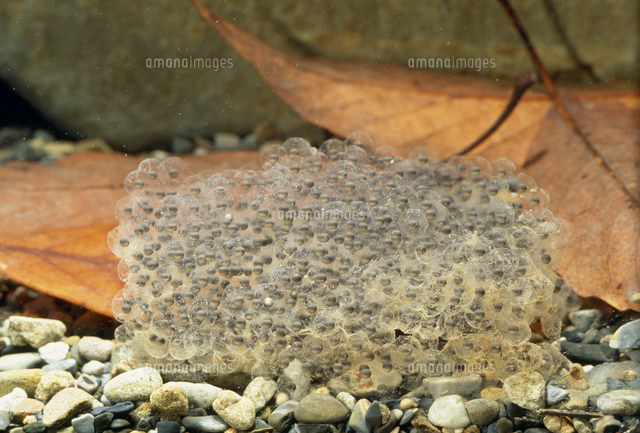 トノサマガエルの卵 の写真素材 イラスト素材 アマナイメージズ