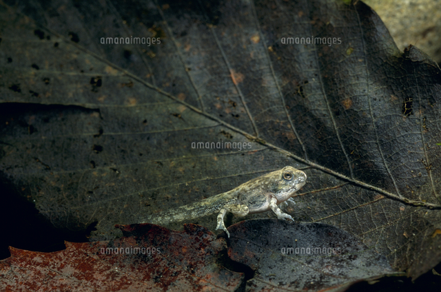 ヌマガエルのオタマジャクシ 手足が揃う の写真素材 イラスト素材 アマナイメージズ