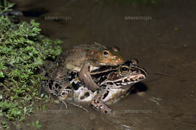 トノサマガエルのペア 上：オス 下：メス[32071000765]の写真