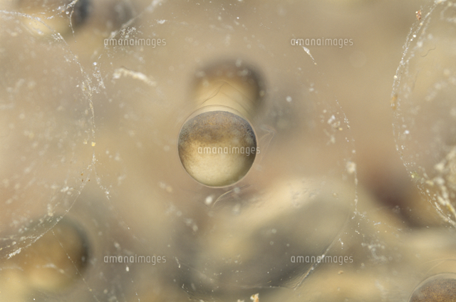 トノサマガエルの卵 の写真素材 イラスト素材 アマナイメージズ