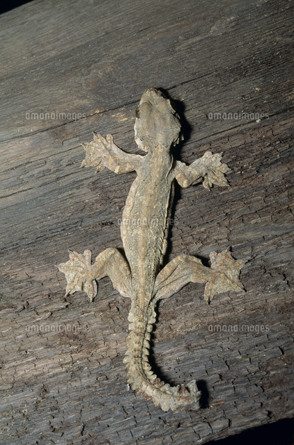 パラシュートヤモリ の写真素材 イラスト素材 アマナイメージズ