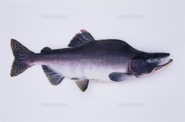 カラフトマス[32071001338]の写真・イラスト素材｜アマナイメージズ