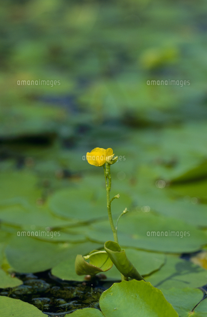 食虫植物 タヌキモの花 の写真素材 イラスト素材 アマナイメージズ