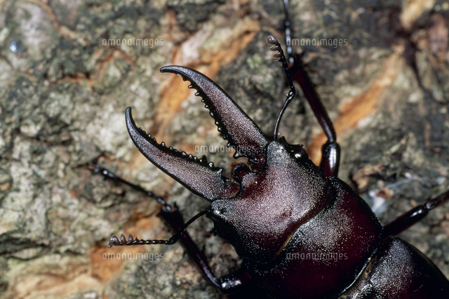 中歯型のノコギリクワガタ[32071001437]の写真・イラスト素材｜アマナ